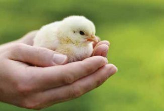 Four More Diseases That Specifically Threaten New Chicks